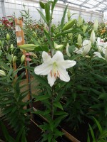 [4371 All Choice ST No01.JPG]